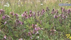 Экскурсия к пчеловодам в горный Дагестан