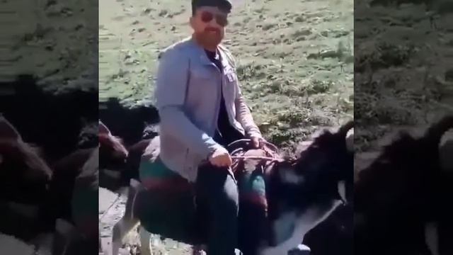 Гонка на ишаке смотреть онлайн