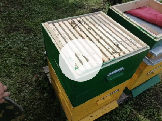 Безвощинное пчеловождение. Бурное развитие позднего роя смотреть онлайн