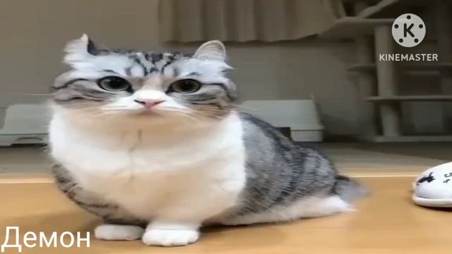 Мем говорящий кот