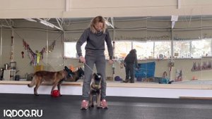 Малинуа NikitA, 3 месяца и 9 дней. Воспитание щенка.