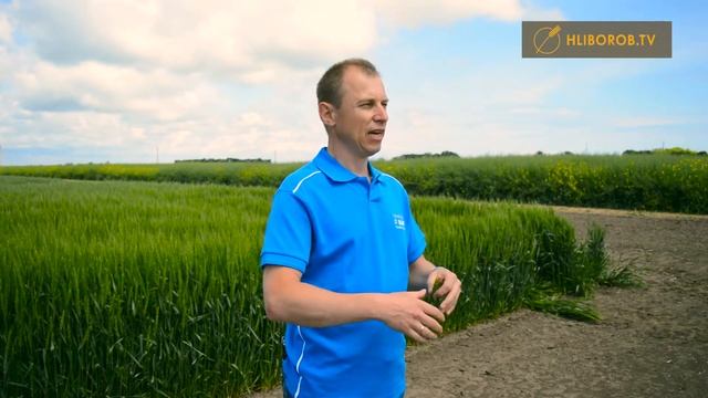 Озимая пшеница  Поражение септориозом или фузариозом