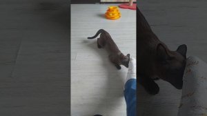 Котенок бурмы 4,5 мес уже в течке, загуляла!!!