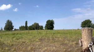 Обзор белорусского электропастуха Протон ИЭ-4. Мой первый электропастух..mp4