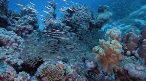 Aquarium 4K VIDEO ULTRA HD ? Sea Animals With Relaxing Music - Rare & Colorful Sea Life Video #10