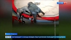Слоны начали драку в казанском цирке