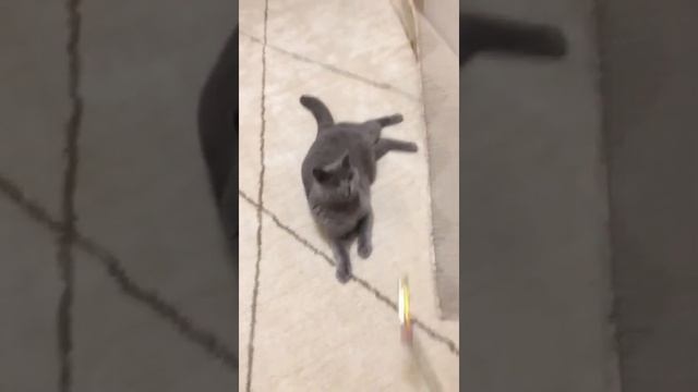 Серая Британская кошка играет смотреть онлайн