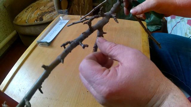 Секатор СКРАБ обзор