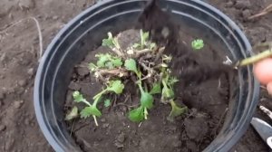 Хранение мультифлоры зимой в Сибири.