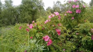 Последние слова Петра Мамонова перед смертью удивили народ