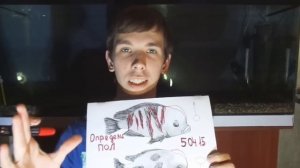 #6 Определи пол у Голубого Дельфина