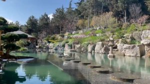 Сакура, Японский сад, Айвазовское, Партенит.mp4