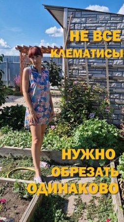 ОБРЕЗКА КЛЕМАТИСОВ