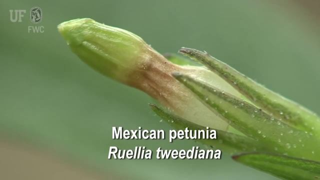 Mexican petunia (Ruellia brittoniana) смотреть онлайн