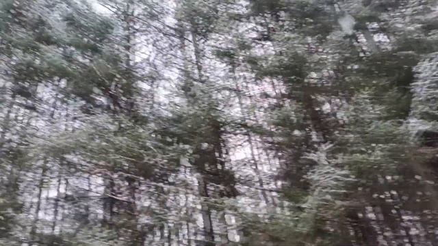 КОП НА ЛЕСНЫХ ДОРОГАХ ! ЛЕС НЕ ОСТАВИЛ БЕЗ МОНЕТ!