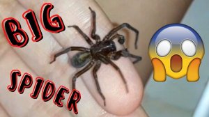Большой паук на руке