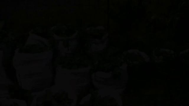 Как быстро и просто посадить картошку! Способы посадки