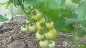 Показываю сколько можно собрать помидор с куста томата "Санька"