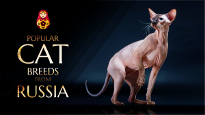 Russian Cat Breeds