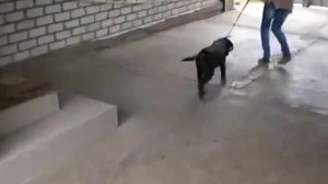 шоколадный  лабрадор на прогулке первый раз  лабрадор 3 месяца украина видео 2