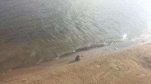 Водяная крыса в Оби