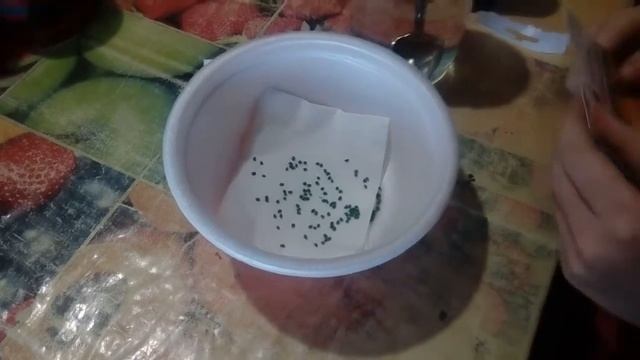 Замачиваем семена лука эксибишен для выращивания рассады смотреть онлайн