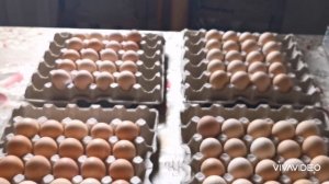 Сергей Посадский генофонд покупка инкубаторного яйца.