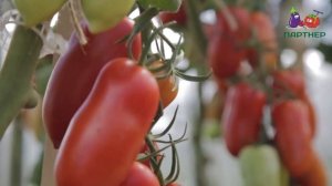 Томат Царское Искушение F1