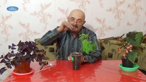 САЖЕНЕЦ ИЗ НЕ ВЫЗРЕВШЕЙ ЛОЗЫ