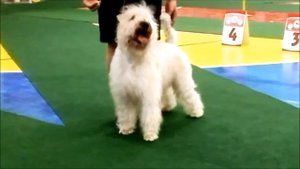 Франко Валада`с Идеальный Мужчина