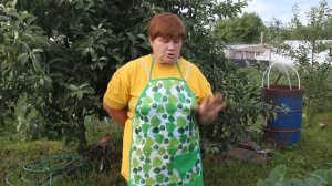 Как правильно ухаживать за КАБАЧКАМИ.