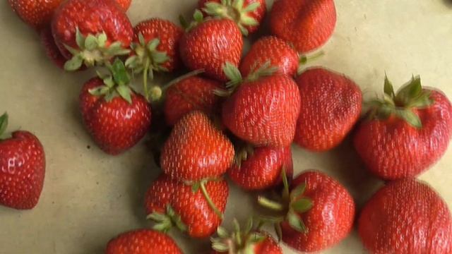 МОСКОВА. Сладкая клубника с ярким ароматом лесной земляники. / Коллекция Светланы Татур. смотреть онлайн