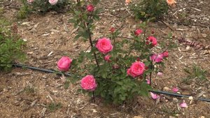 роза академия, питомник роз полины козловой rozarium.biz , rose varieties Academy