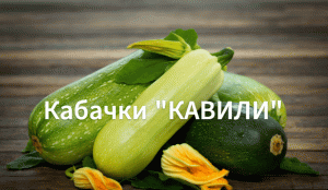 Как сажать кабачки. Выращиваем кабачки на рассаду. Выращиваем кабачки дома.Сорт" Кавили".