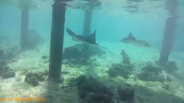Eagle Ray Amari Havodda