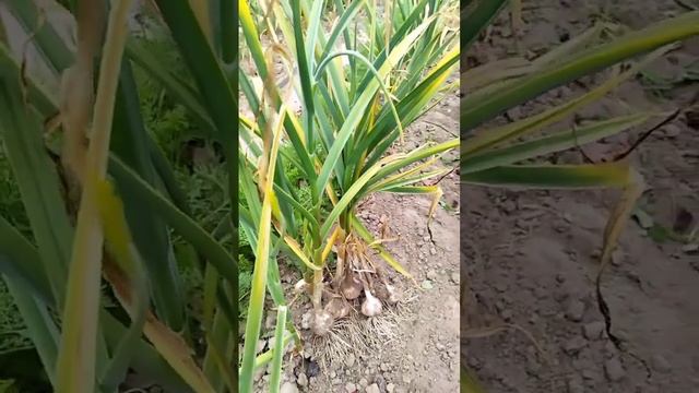 #5. Эксперимент по посадке озимого чеснока (сентябрь-октябрь) смотреть онлайн