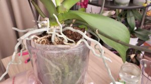 ПЯТНИСТОСТЬ на листьях орхидей. Сбрасывает листья ХАОТИЧНО.