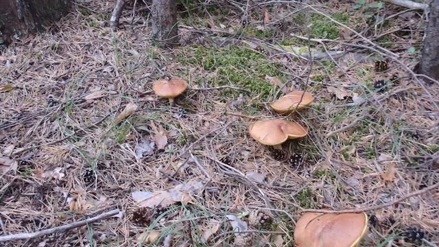 Собираю Белые грибы ! Боровики !!! \ Тихая охота ! смотреть онлайн