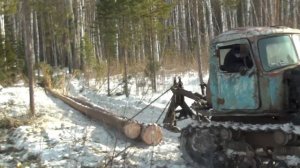 В Омской области экс-директор лесхоза с подчинённой обвиняются в незаконной рубке леса на 27,5 млн