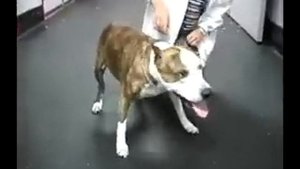 Signs of Ataxia dog(мозжечковая атаксия у собак)