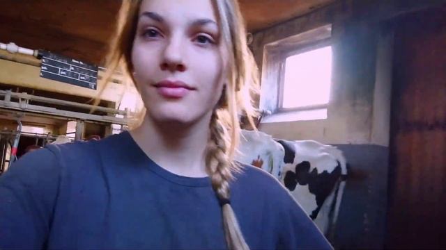 Сломались доильные аппараты.Как доить 30 коров?