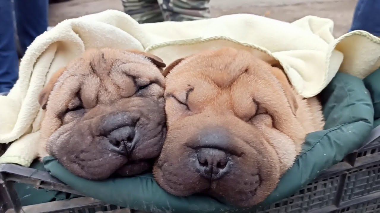 Рынок животных в Кропоткине  26.01 2020 полная версия.