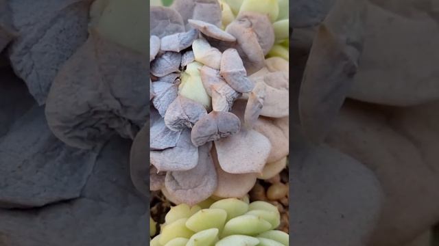 Mañana nuevo video! Que le paso a nuestra Echeveria derenbergii ?