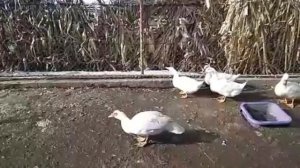 Муларды. Формирование семьи. Особенности разведения.