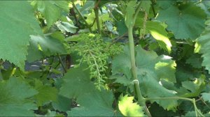 Обработка от болезней и внекорневая подкормка после цветения.