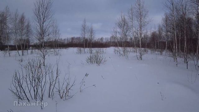 Отличный ДУПЛЕТ. Охота на тетерева на лунках. смотреть онлайн
