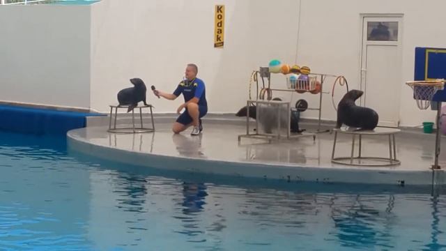 Морские котики. Шоу дельфинов #Дельфинарий в Анталии. смотреть онлайн