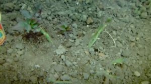 Работа над ошибками!!! Использование РАДИФАРМА ОСЕНЬЮ !!!СЕРИЯ ВИДЕО-ВОПРОС -ОТВЕТ!!!