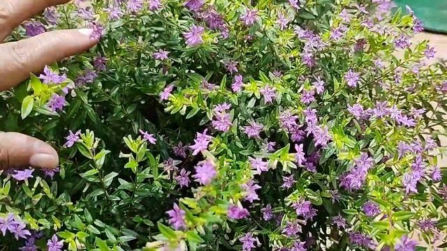 How to grow and take care of Mexican Heather(Cuphea Hyssopifolia ) смотреть онлайн