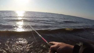 Рыбалка на Волге с берега. ZEMEX SPIDER Z-10, SHIMANO SIENNA FG 2500.